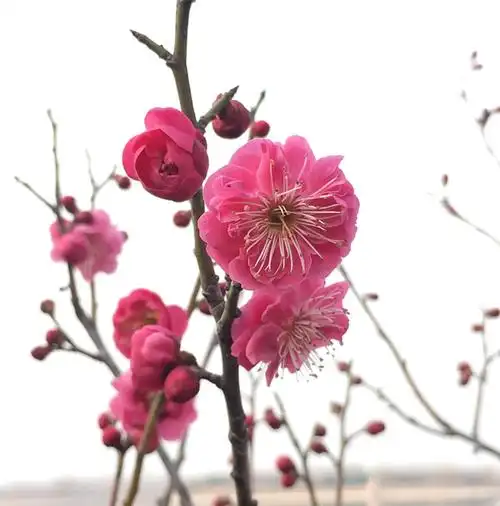 骨里红梅花朱砂梅品种盆栽树苗造型盆景阳台庭院浓香包对版--爱鉴花
