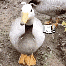 最近很火的抓鸭子是什么梗表情包来了