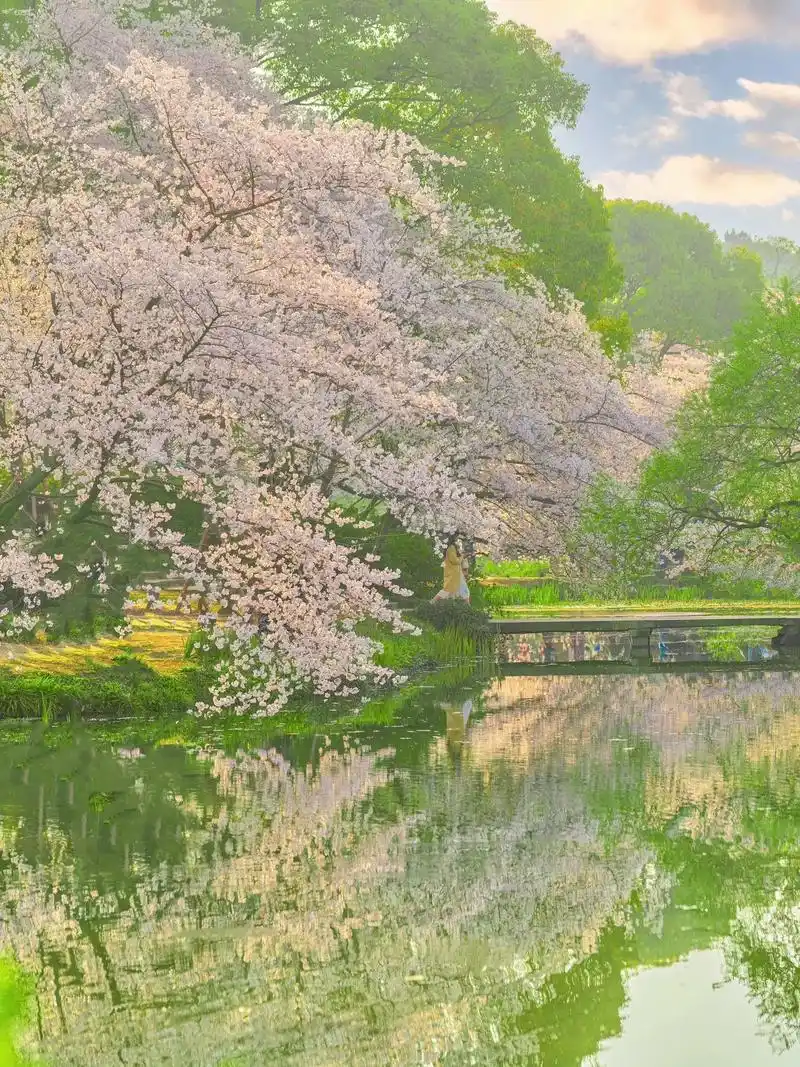 不是日本去不起…而是这里的樱花海更美7515.
