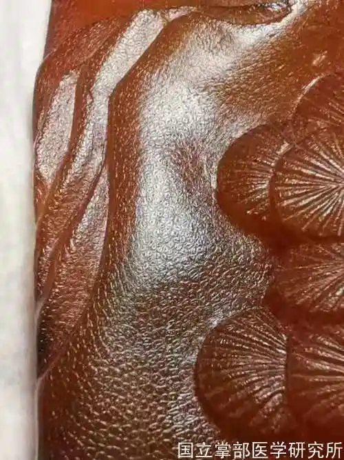 犀牛角的鉴别知识