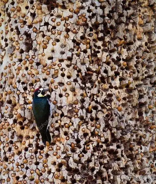 有哪些密集恐惧症的人看了会头皮发麻的图片