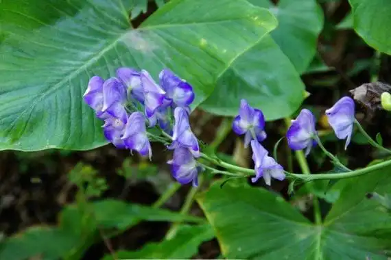 乌头草有毒吗,全株都具有一定的毒性
