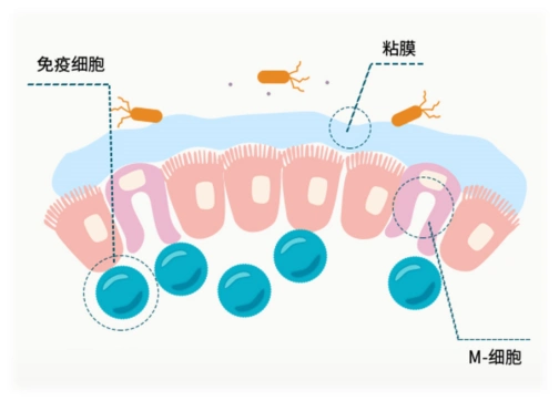 肠免疫屏障由肠道淋巴组织和肠道分泌型免疫球蛋白iga构成,免疫屏障可