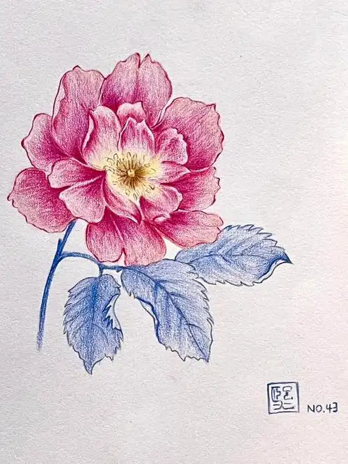 彩铅画山茶花附详细步骤图色号