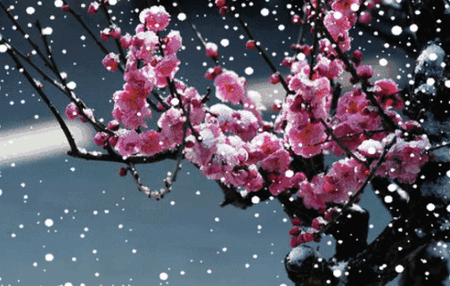 今日小寒,萨克斯《梅花三弄》,赏梅雪争春,美醉了!