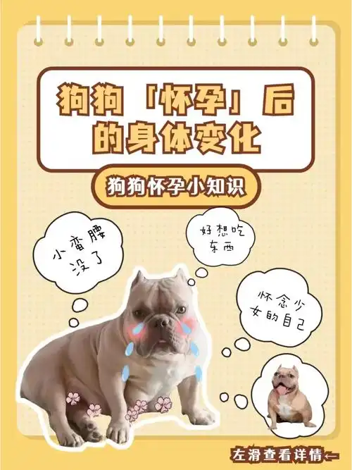 狗狗怀孕后身体的变化