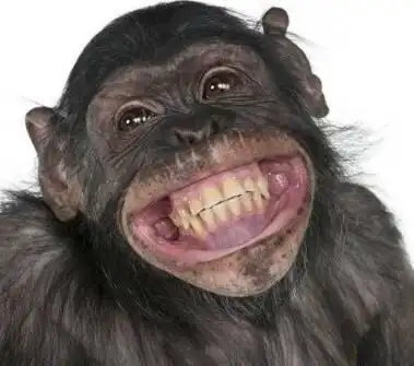 逗比搞笑的动物也笑了动物搞笑图片