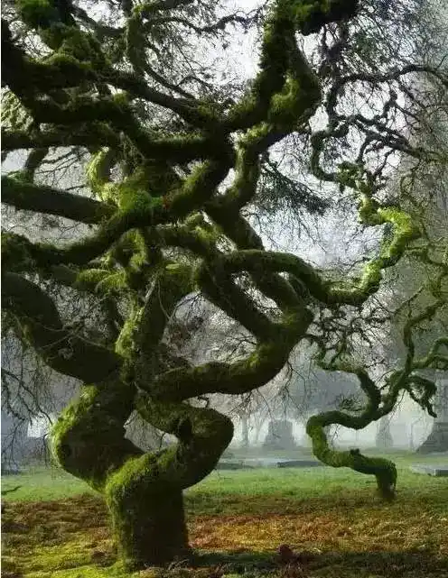 这些罕见的怪树,看一次,也值了!