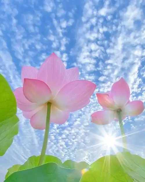 蓝天荷花夏日风情美极了