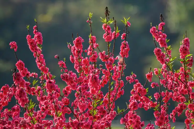 西林映日桃花别样红