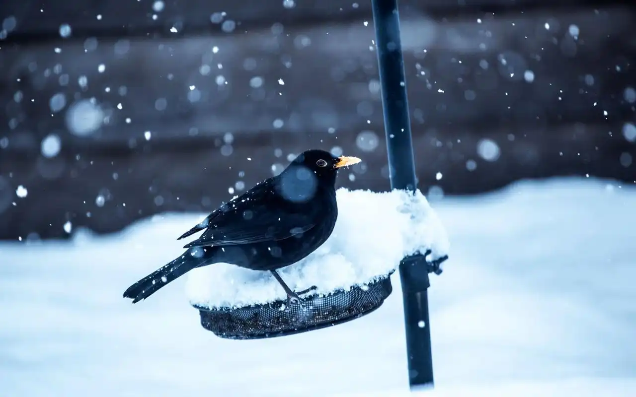 冰雪天地中的可爱小动物萌宠图片电脑桌面壁纸高清