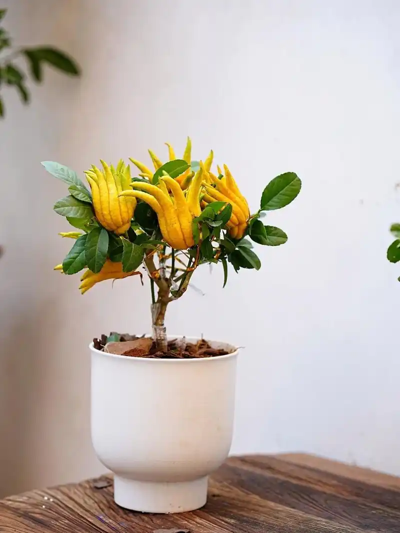 上海花店|冬日居家好伴侣小佛手盆栽上线啦 佛手:芸香科柑橘属性植物