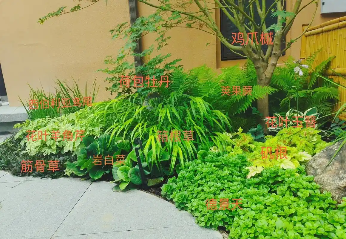 北方半阴环境花境植物搭配