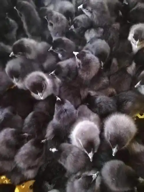 保山五黑鸡苗养殖场