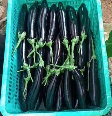 长年供货精品长茄702