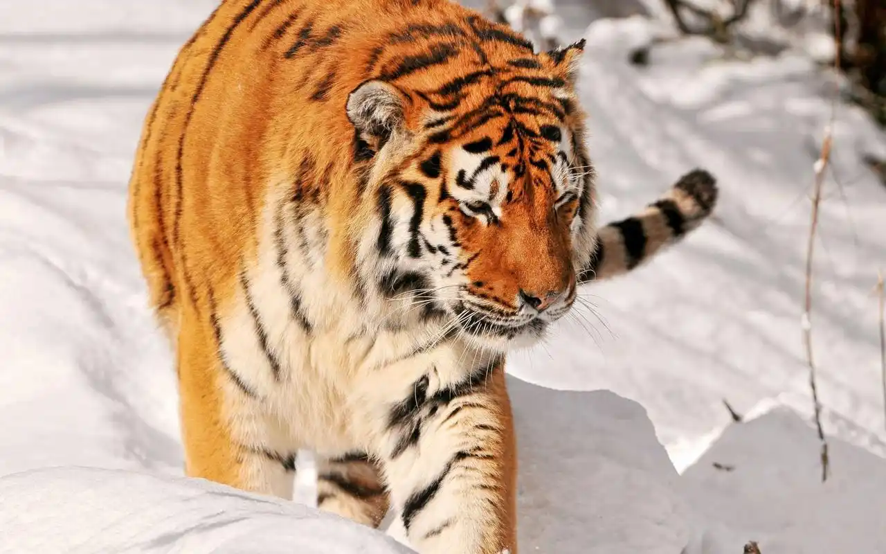 老虎高清动物摄影图片桌面壁纸