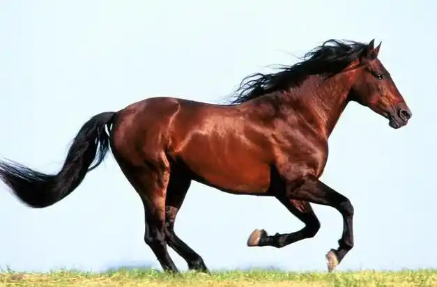 图片四 马图片三 海豚图片二 狮子图片一 狗正如下方所示,小编给出了