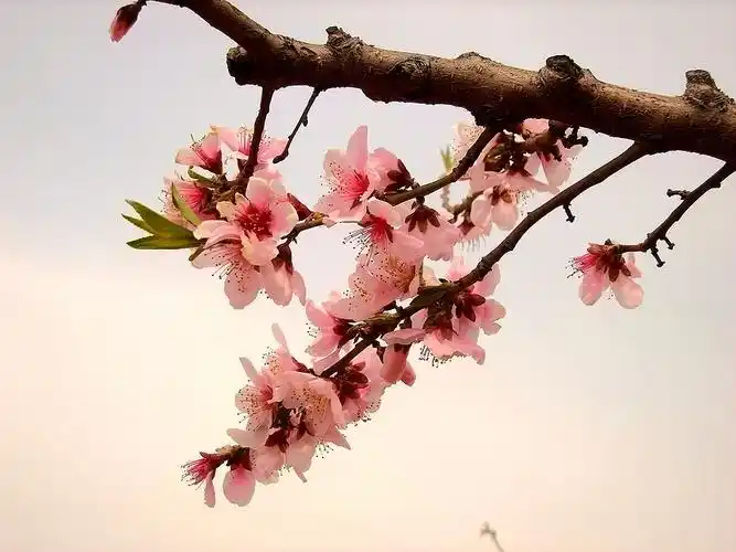 阴天逆光拍摄桃花(未开闪光灯)