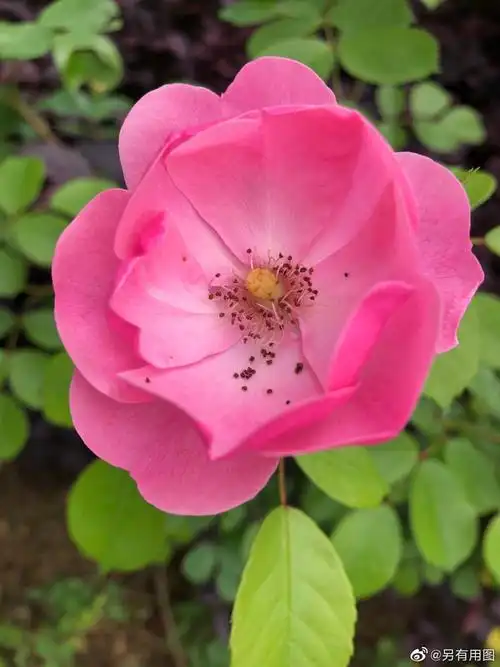 又到了月季花开的季节!