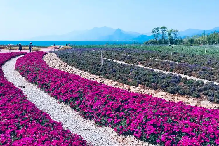 抚仙湖畔花海
