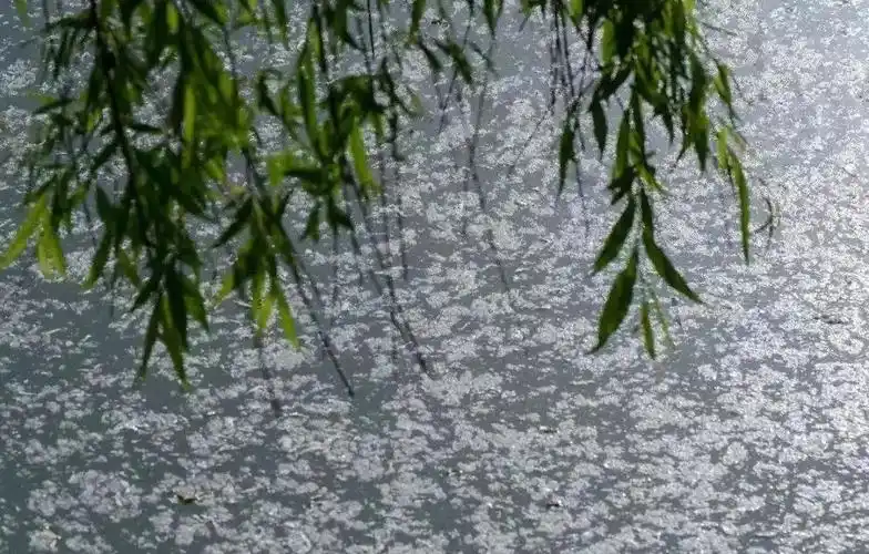 即将迎来杨柳飞絮高发期__财经头条