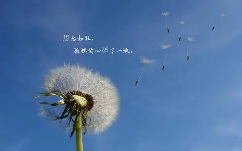 让人心碎伤心的说说图片 相关标签 文字图片伤感图片花朵