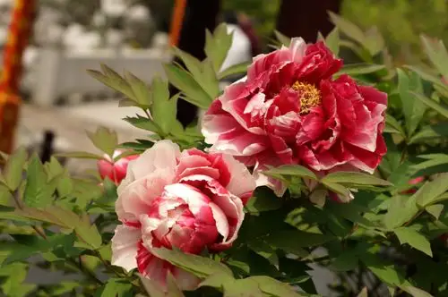 【图片10】迷人的七彩牡丹--蜂鸟论坛照片套图