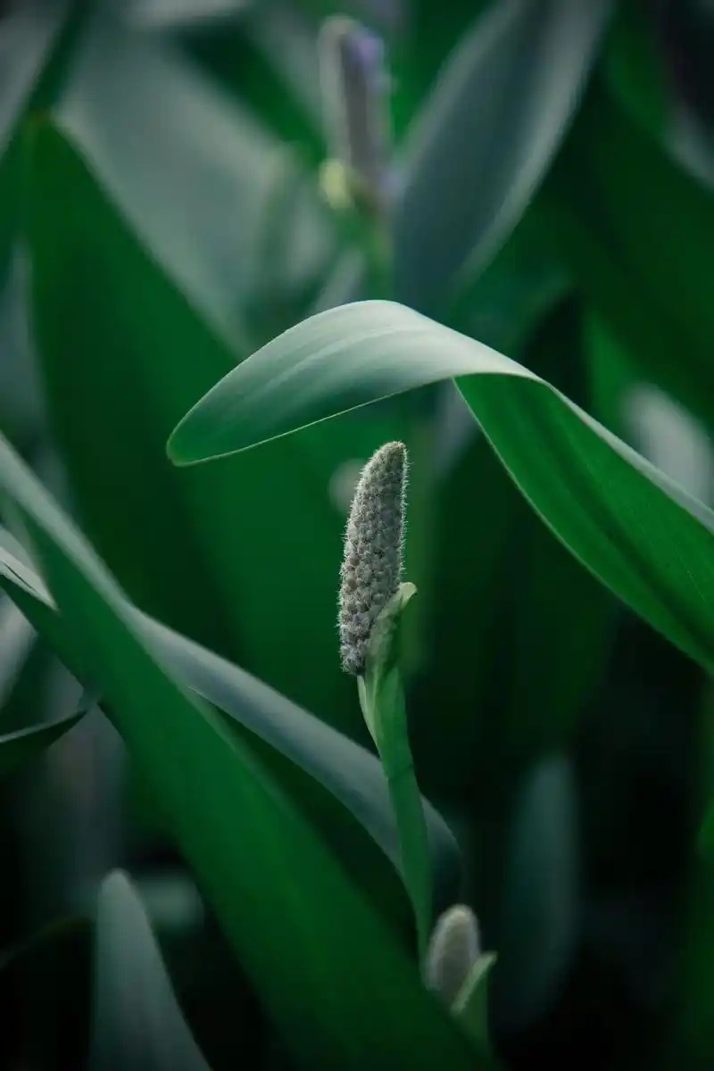 绿色护眼高清壁纸