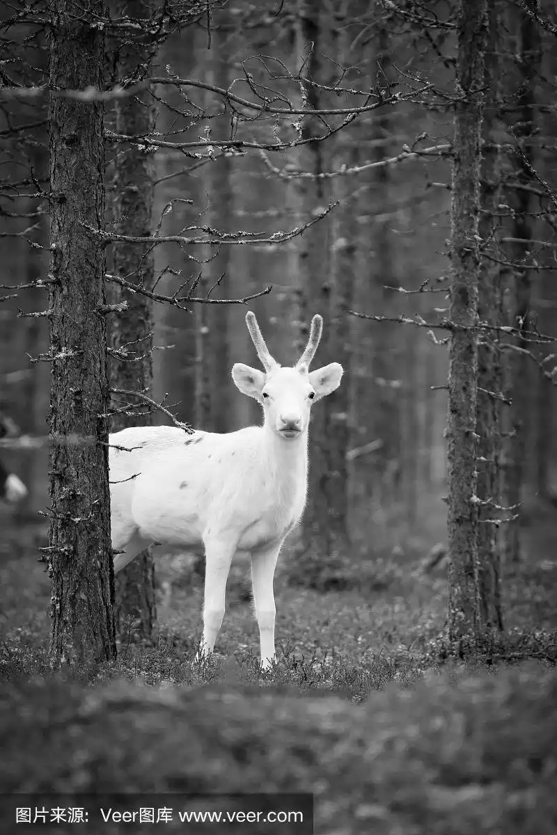 一只白色驯鹿的黑白照片