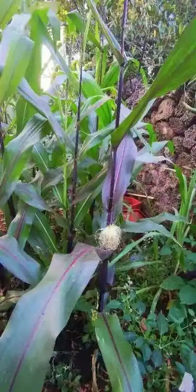 候鸟与农业五指山没有的花青素紫玉米67