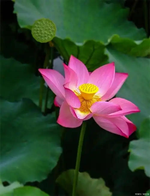 莲花代表圣洁之光