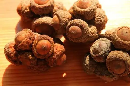 壮阳果的作用及用法