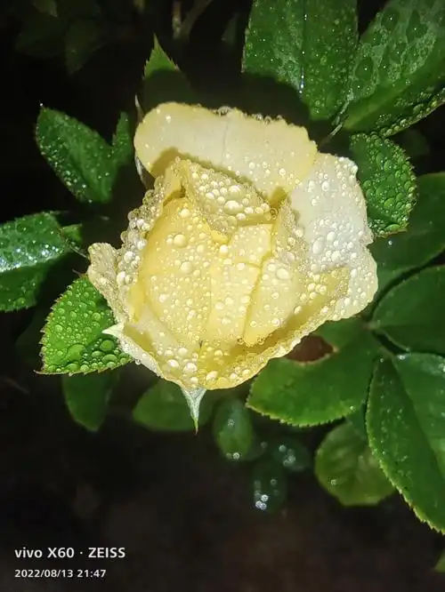 带着露珠的花漂亮