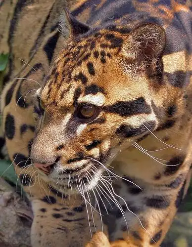 clouded leopard | flickr – 相片分享!