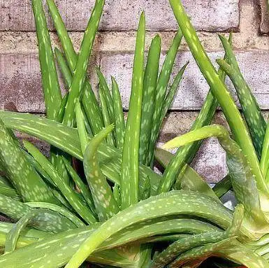 这就是中华芦荟,库拉索芦荟和木立芦荟