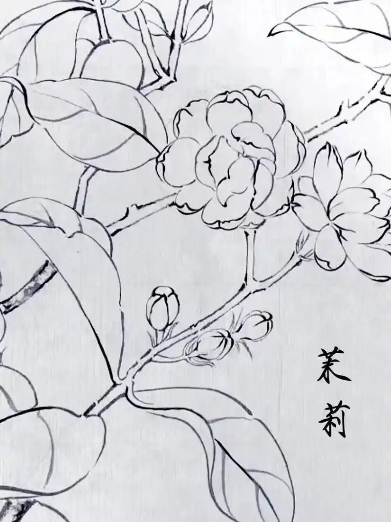 茉莉 #纹身手稿 #画画 #图文热点来了 #图文#纹身 - 抖音