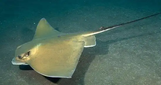 蝙蝠鱼外形吓人个性温顺红唇蝙蝠鱼四条腿会跑