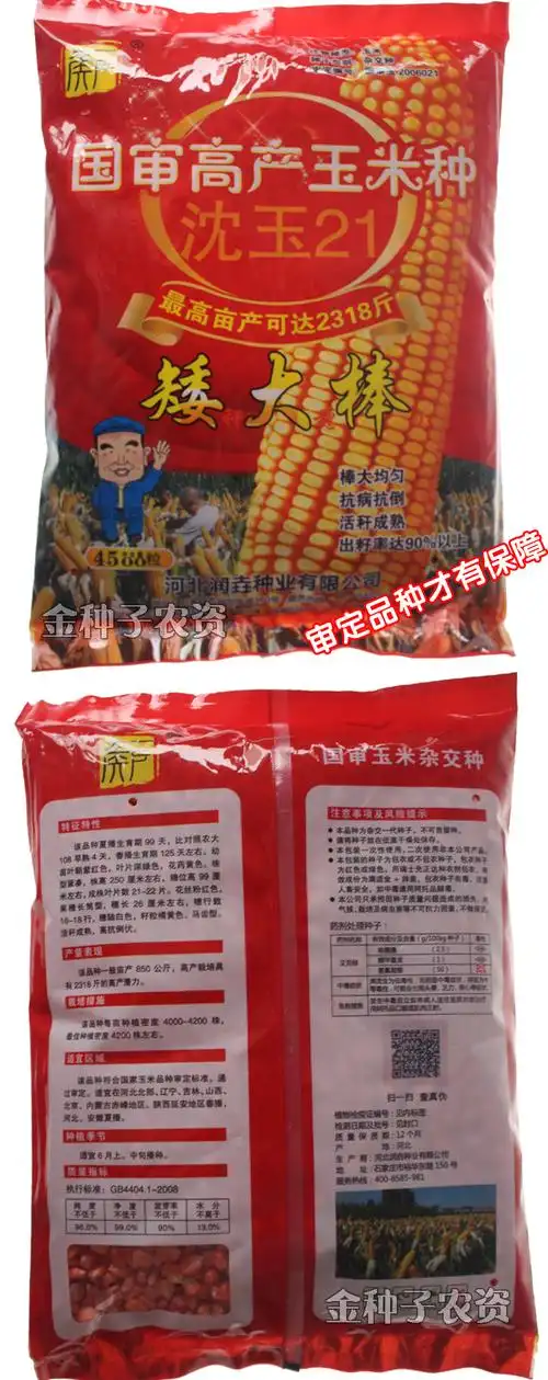 矮大棒沈玉21大田种植杂交玉米种子基地高产大穗抗病国审玉米郑丹958