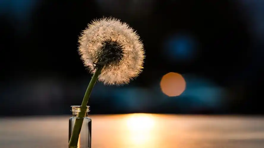壁纸 蒲公英,玻璃杯,水滴,光 3840x2160 uhd 4k 高清壁纸, 图片, 照片