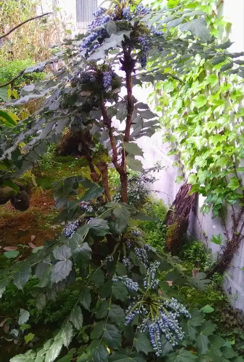 这叫黄莲果,颜色象蓝莓,果实微酸而不苦,很有观赏价值.