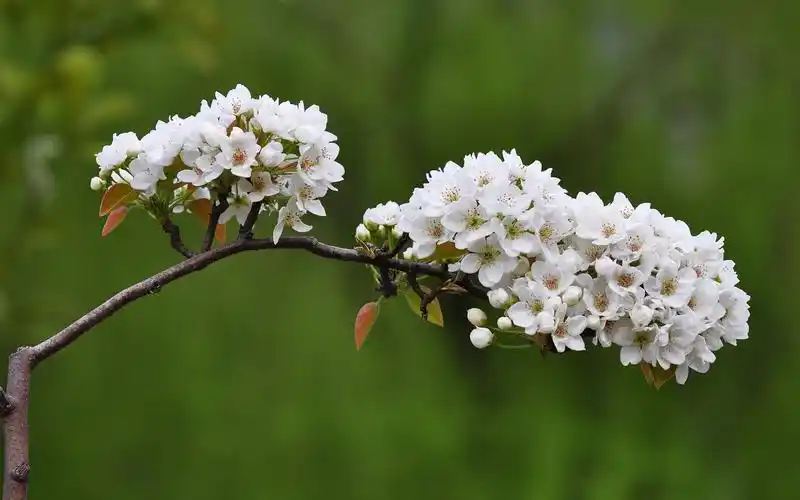 绽放的洁白梨花唯美风景图片桌面壁纸高清大图预览1920×1200_风景