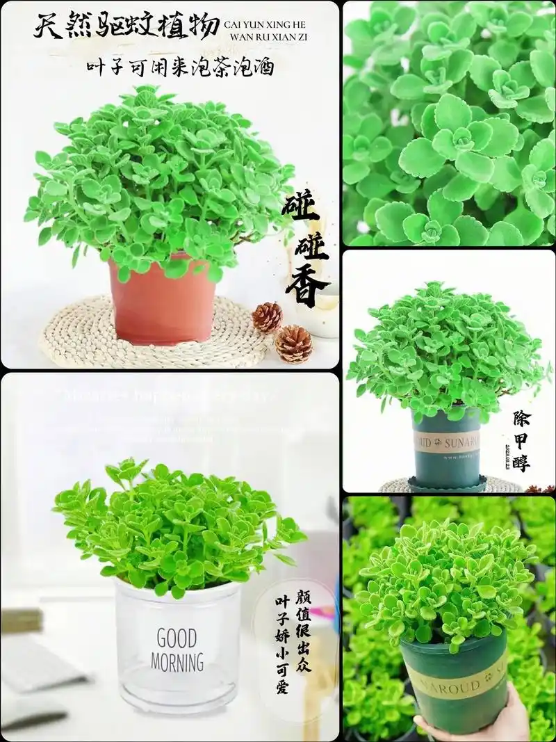 图文伙伴计划 碰碰香,也叫绒毛香茶菜.一款求抱抱求摸摸的植 - 抖音