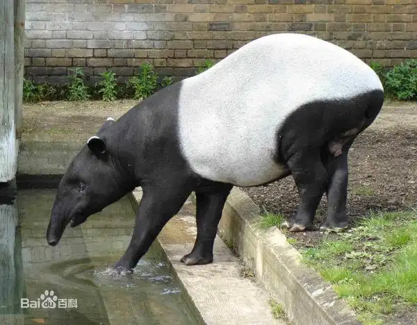 一个长得很胖没有尾巴脸很长很像猪的动物这个动物叫什么名字 - 微思