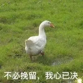 大鹅表情包:不必挽留,我心已决 - 今日份热门表情包精选-2017/10/31