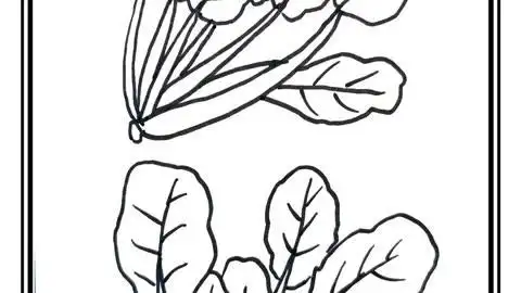 简笔画:菠菜