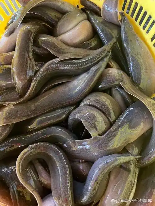 刺鳅鱼的人工养殖技术_精湛技术_资讯_生态农业乡村振兴