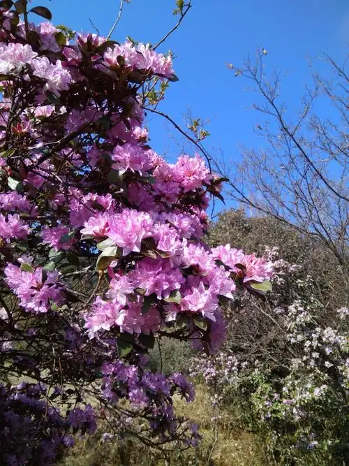 百草林的春天.我们去赏大自然的美景.