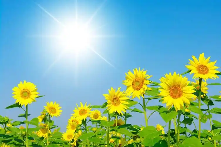 向日葵,在多云的蓝色天空向日葵字段