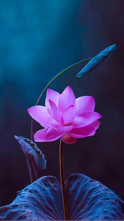 675_1200竖版 竖屏