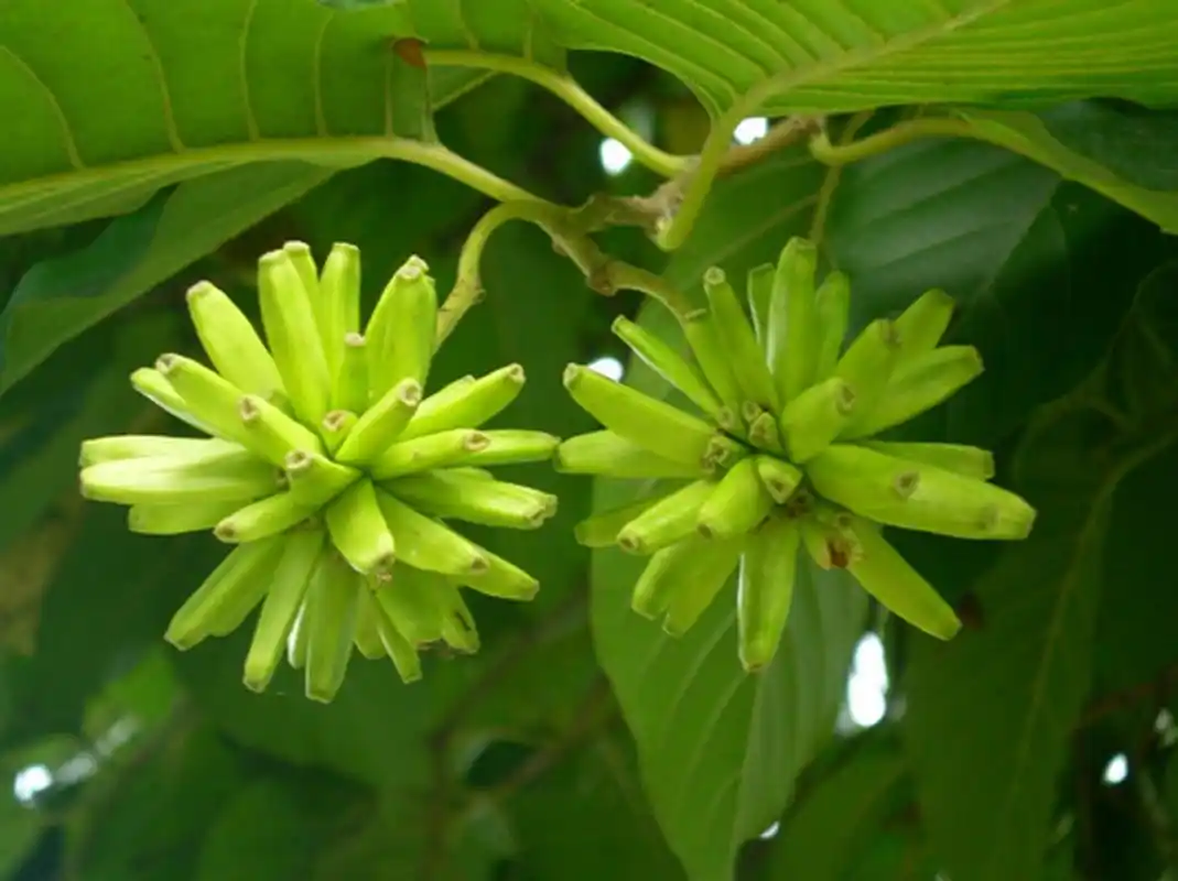 十种抗肿瘤最强的中草药,有效抗癌!